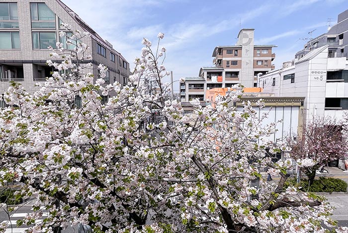 桜新町に桜咲く